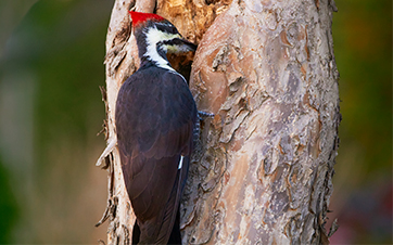 Pileated Woodpeckers and Migratory Birds: Regulatory Context and Mitigation Approaches